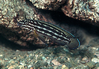 Julidochromis cf. regani 'Karilani Island'